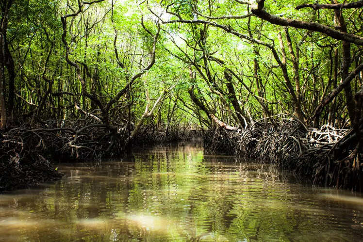 Discover the mangrove at Mayabunder