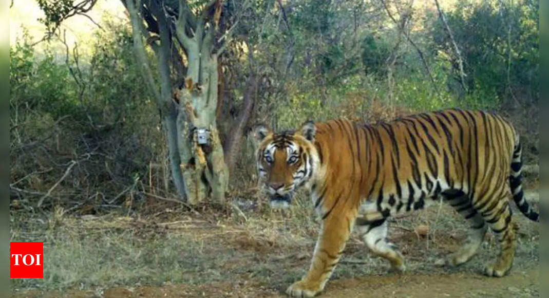 Karnataka Tiger Population: Karnataka witnesses slight increase in ...