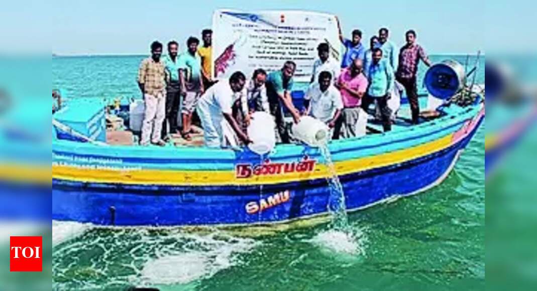 Shrimp Seeds: 4.5 Million Green Tiger Shrimps Sea Ranched | Madurai ...