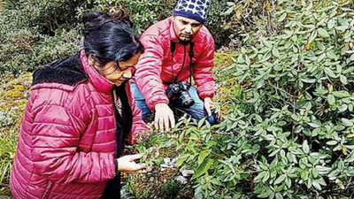 BSIP scientists discover new species of flower from Sikkim