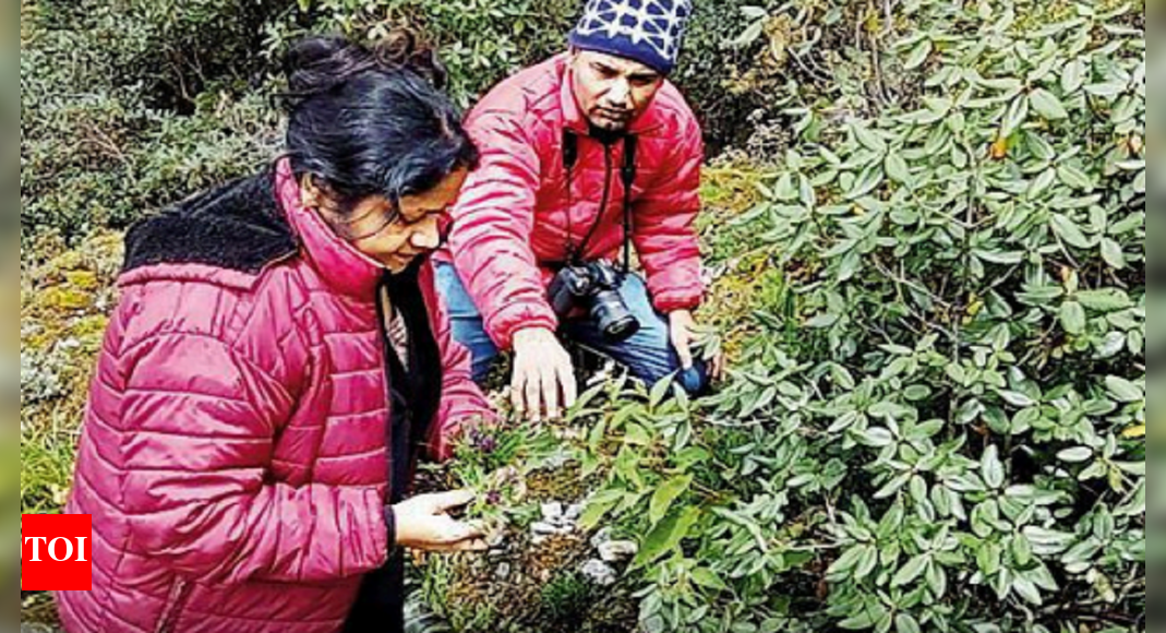 Bsip Scientists Discover New Species Of Flower From Sikkim | Allahabad News - Vimarsana News
