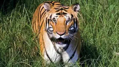 Tiger report card: Maharashtra estimated to have 446 tigers, 50 more than 2021
