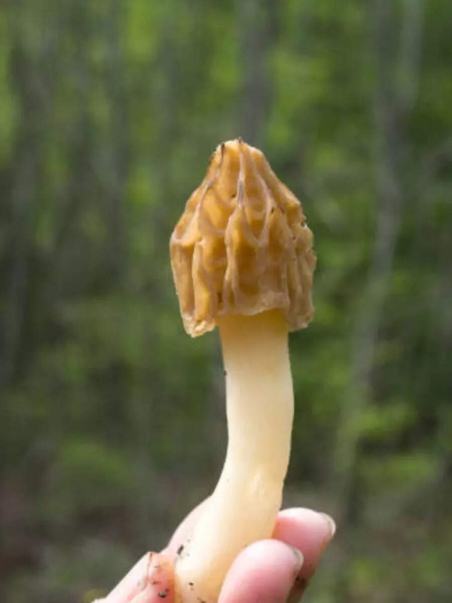 8 Healthy and Rare Ingredients Used Only In Indigenous Indian Cuisine