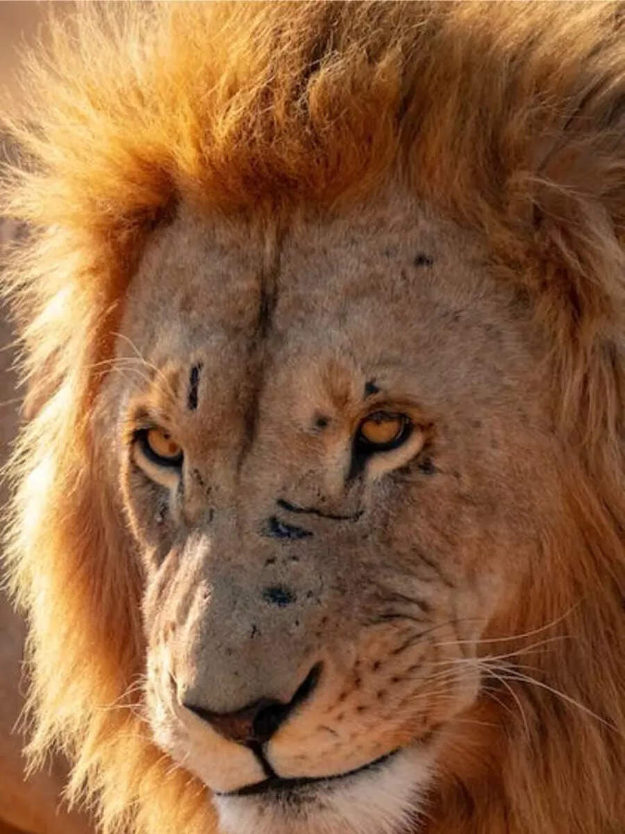 7 Animals That Eat Their Own Kind Times Now