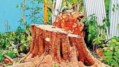 Govt cites ease of doing business for tweaking Tree Act