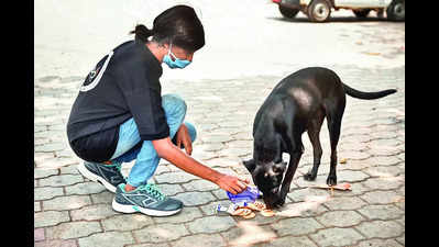PMC issues circular, asks citizens to set up feeding spots for strays