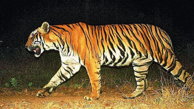 Nagarahole pips Bandipur in tiger numbers with a six