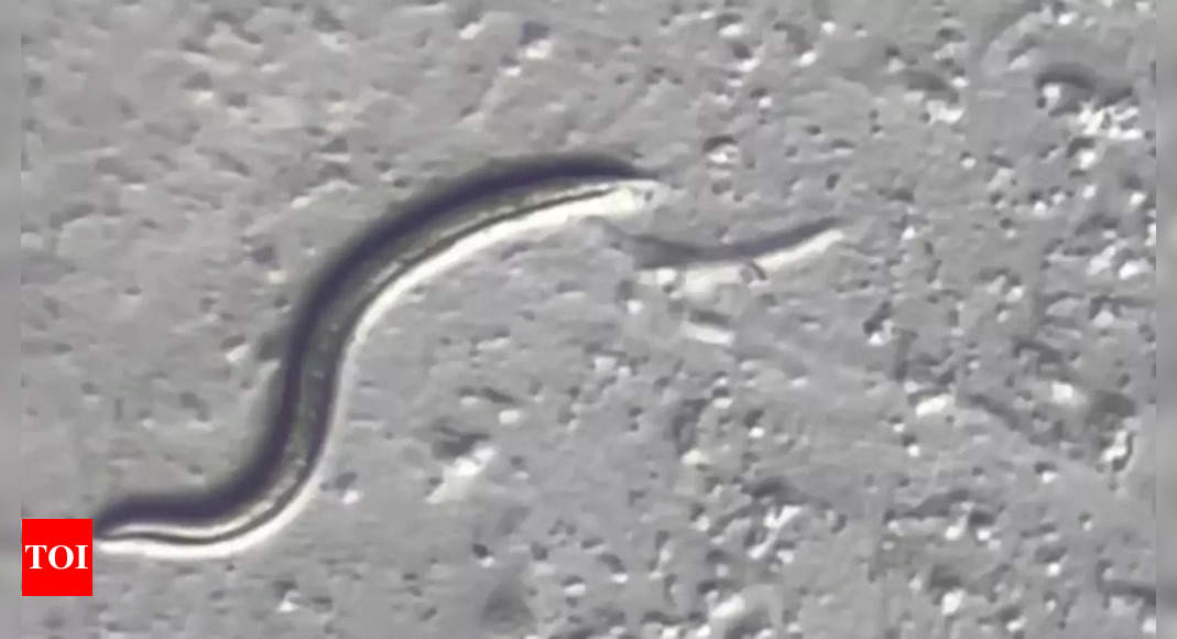 Unknown Species: Scientists revive worm frozen 46,000 years ago