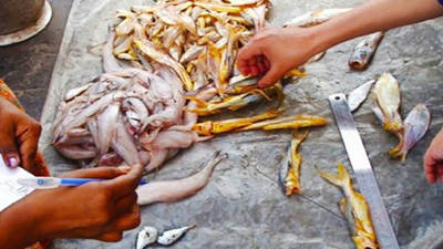 Health, eco alarm over microplastic in gut of Sundarbans fish species |  Kolkata News - Times of India