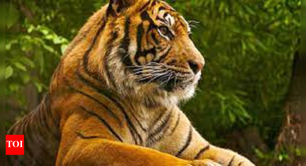 Tiger roars back: Big cat numbers up 18% in state | Lucknow News - Vimarsana News