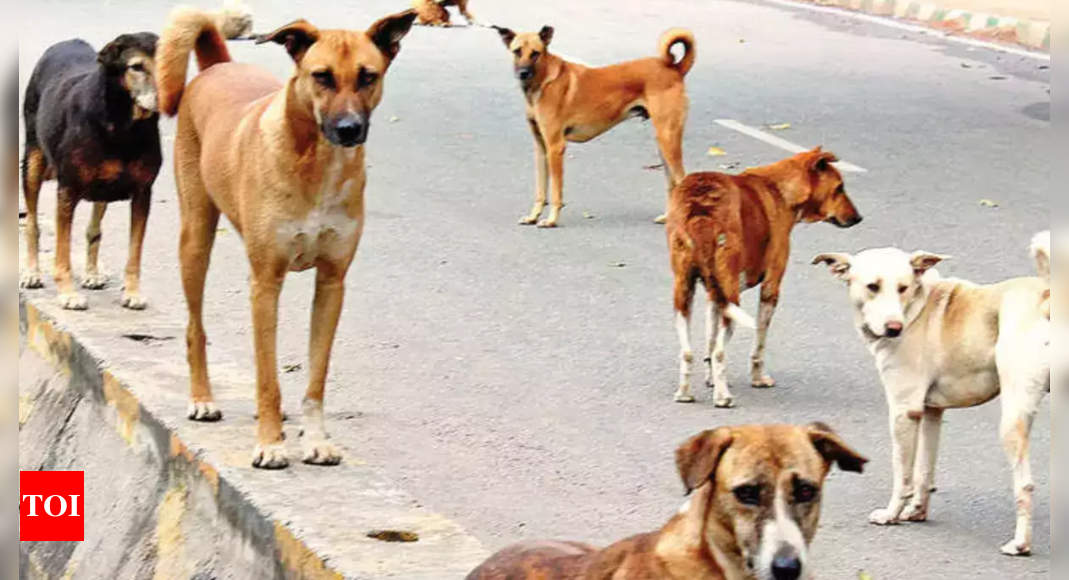 Panels to curb dog popn in 17 UP cities | Lucknow News