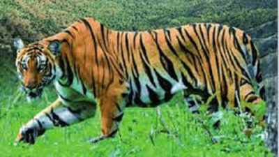 Tigress found dead near Corbett, officials suspect 'infighting' as cause