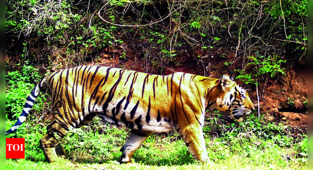 tn ultra tiger