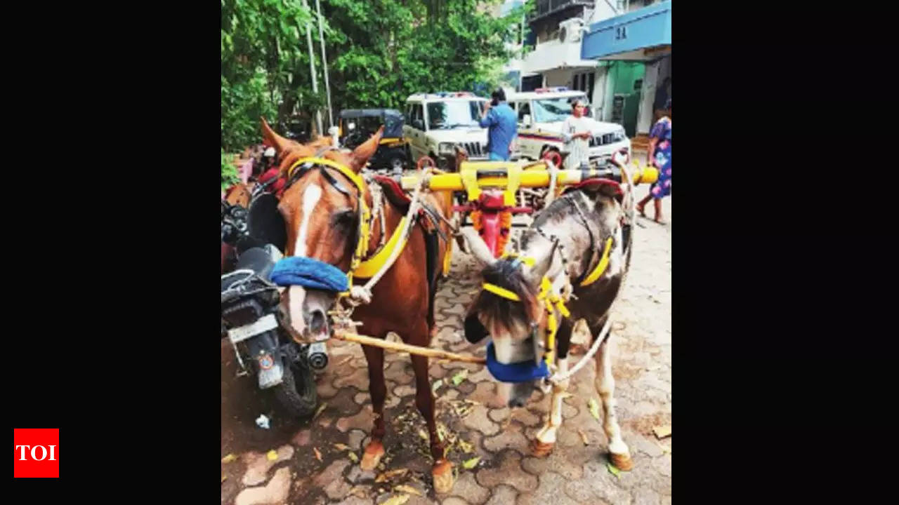 Horses misused for rides, races despite court ban on Victorias | Mumbai  News - Times of India