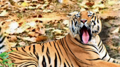 State's tiger numbers fall by 8 in 4 years