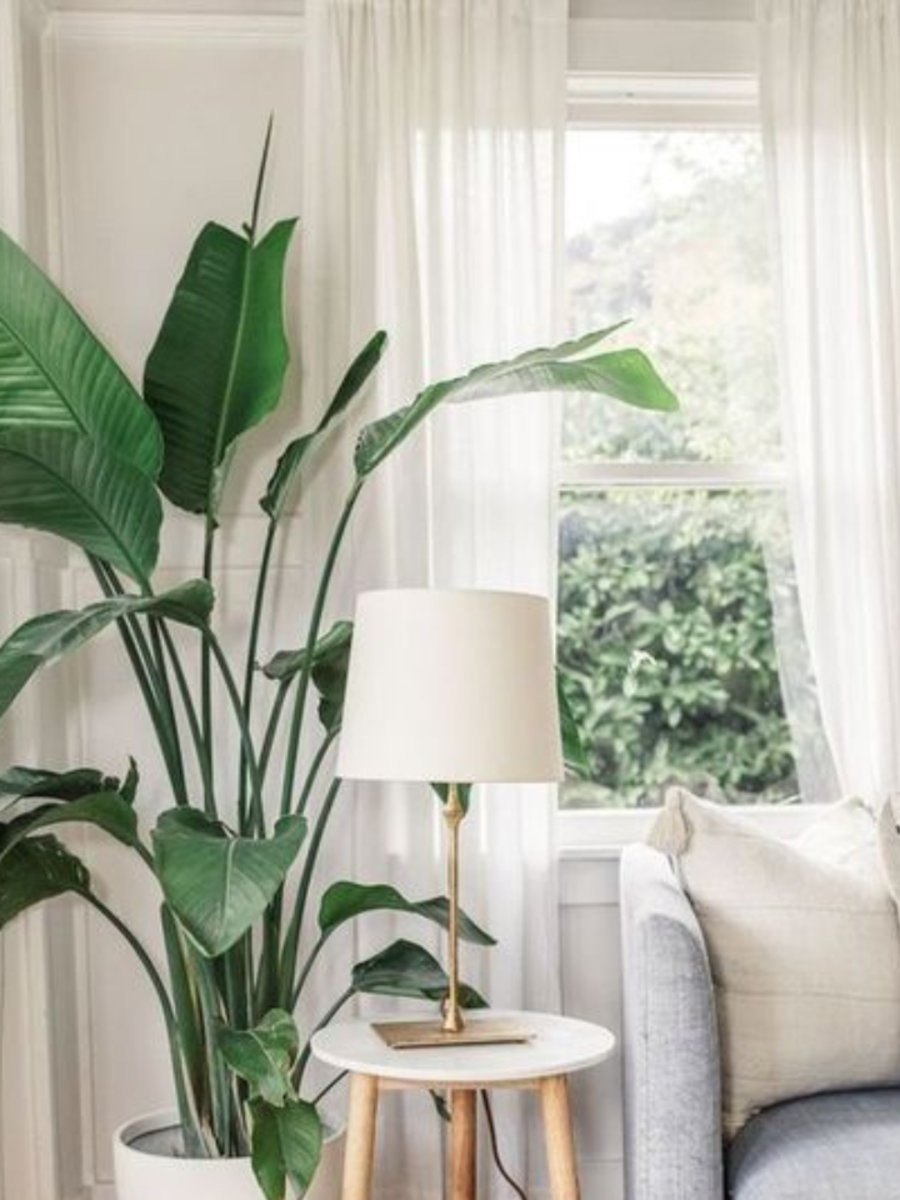 7 Best Indoor Plants For Living Room Corner Times Now