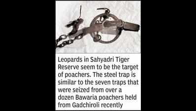 Baheliya poachers active in Sahyadri, dog stuck in trap
