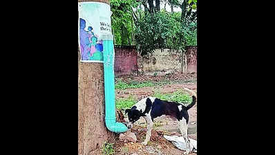 Ranchi youth installs dog feeding booths in city, aims to replicate across country