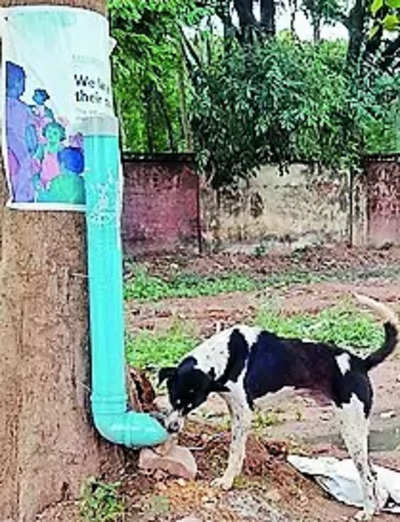 Dog feeder out shop of pvc pipe