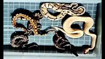 47 pythons seized at Trichy airport