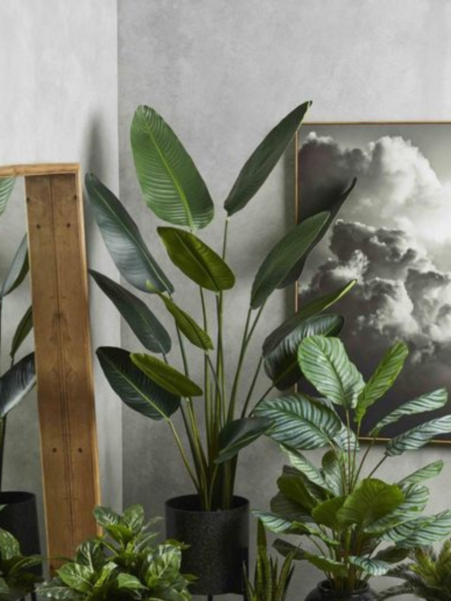 Best Indoor Plants For Positive Energy As Per Vastu Times Now