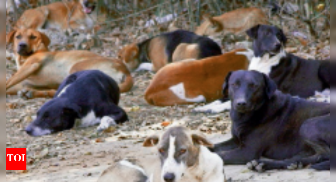 Stray Dogs Bbmp To Use Microchips To Monitor Stray Dogs Bengaluru