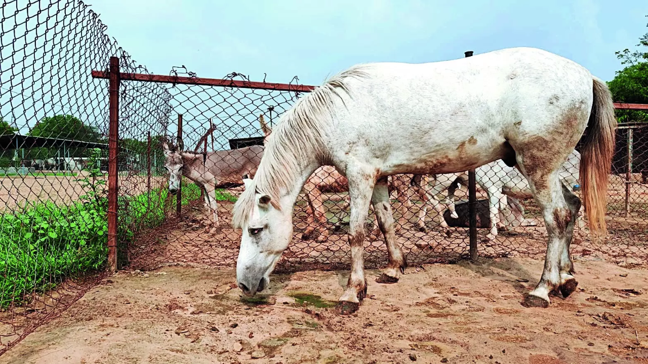 Health Considerations For Miniature Horses - The Open Sanctuary Project