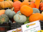  Winter Squash