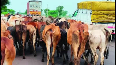 Despite HC orders, govt fails to tackle cattle menace