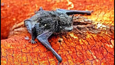 Small bat species rediscovered in Rajasthan after more than 100 yrs