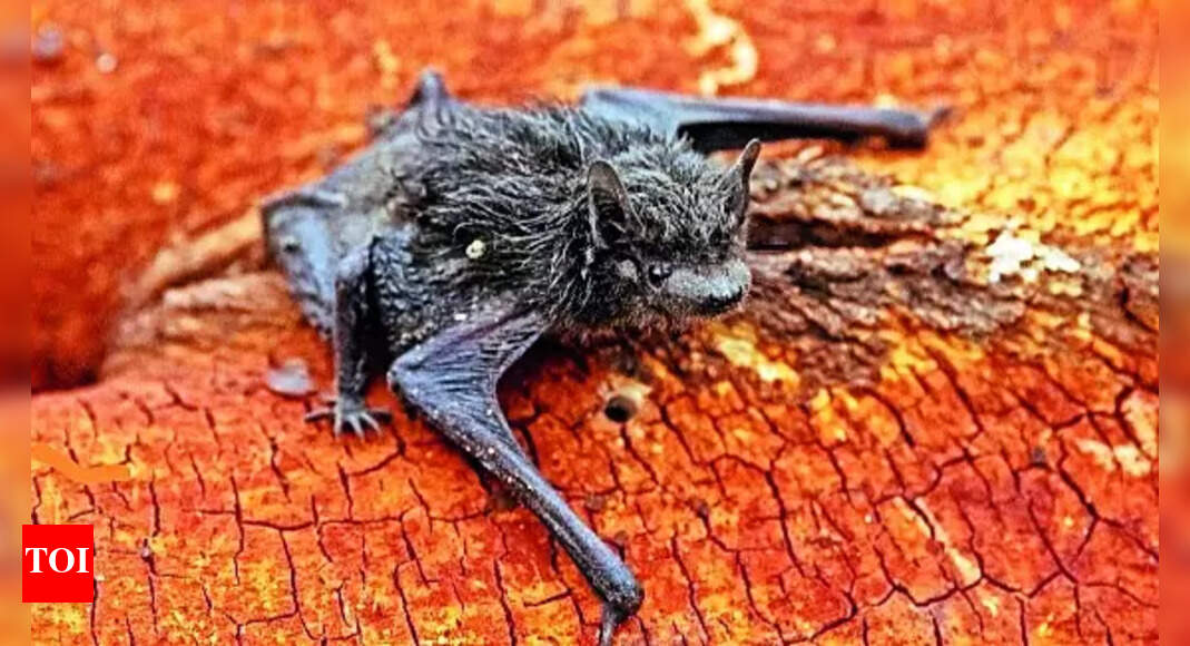 Wildlife: Small Bat Species Rediscovered In Rajasthan After More Than ...