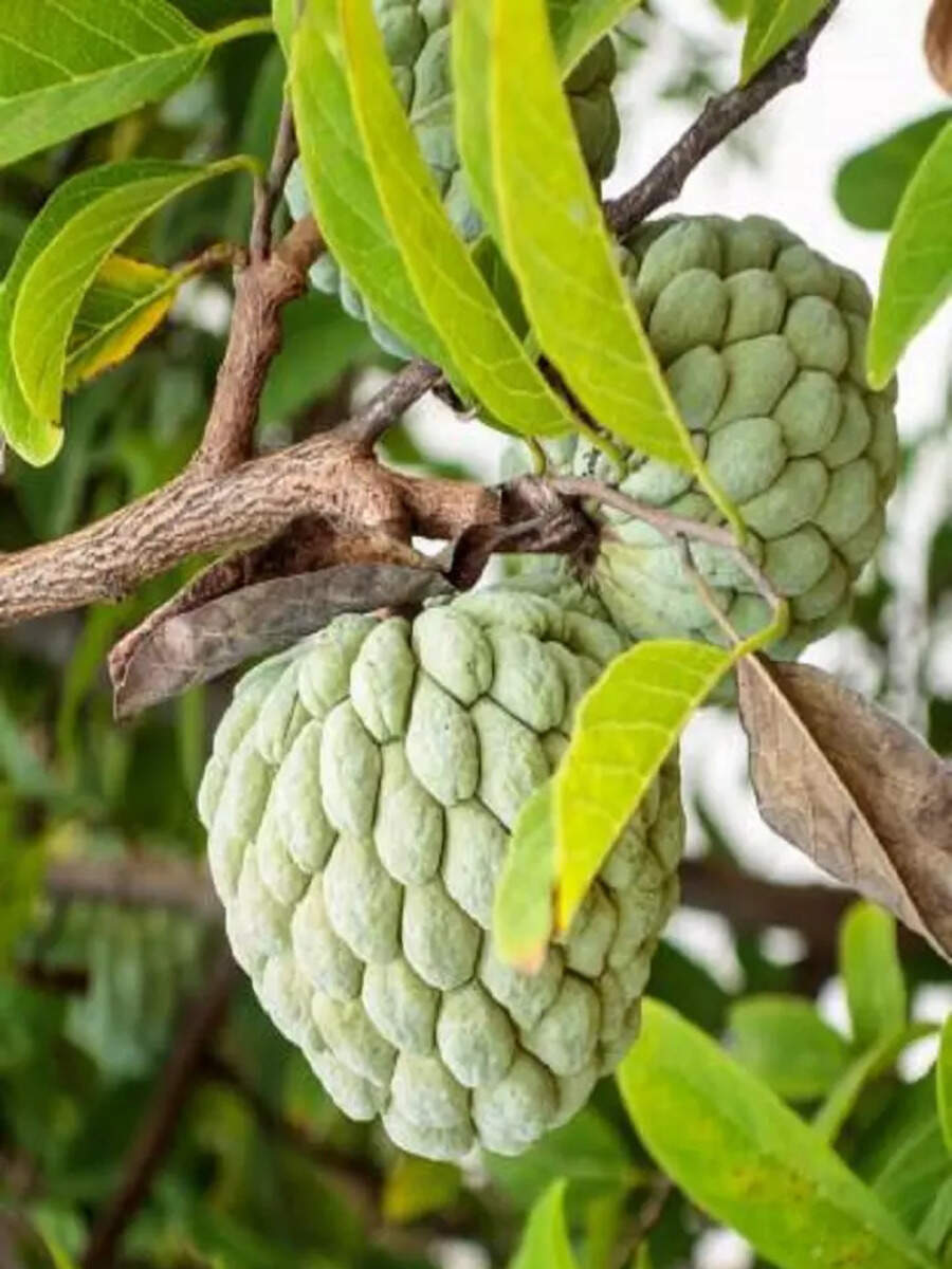 10 Surprising Health Benefits of Eating Custard Apple Times Now