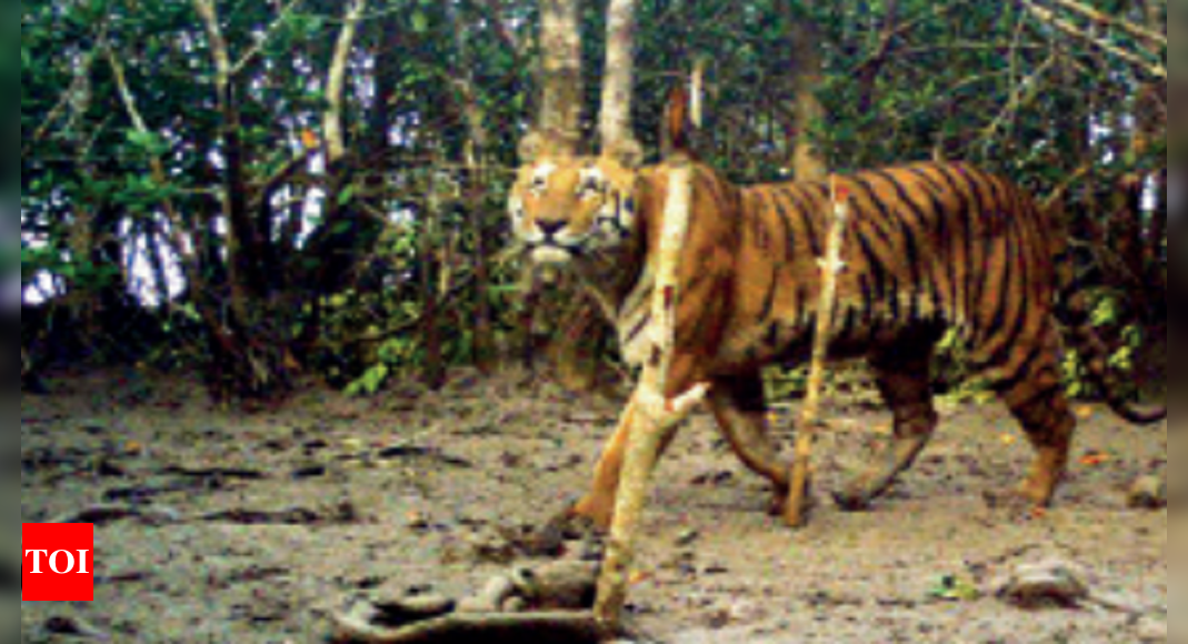 Kolkata Tigers: 'Explore Indo-Bangla Sundarbans tiger relocation ...