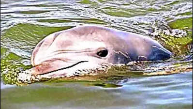 10k dolphins, 27 whales found in Indian waters