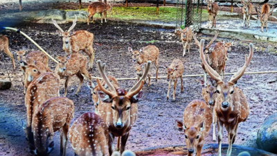 Deer Relocation: Officials Visit Hosp To Relocate Deer, But Drop Plan