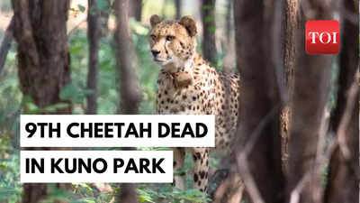 Ninth African Cheetah, Dhatri dies in Madhya Pradesh's Kuno National Park