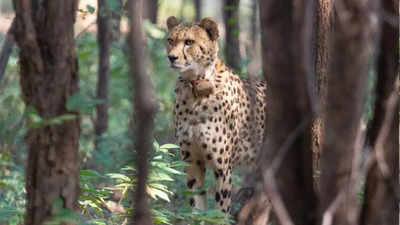 9th cheetah dies at Kuno; 30% of translocated cats now dead