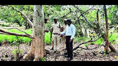 Forest dept to start safari at Cauvery Wildlife Sanctuary