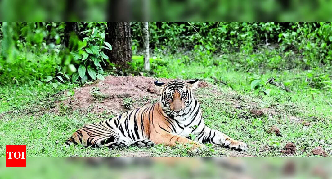 Tiger: Brt Confident Reserve Boasts More Tigers Than 2018 | Mysuru News - Vimarsana News
