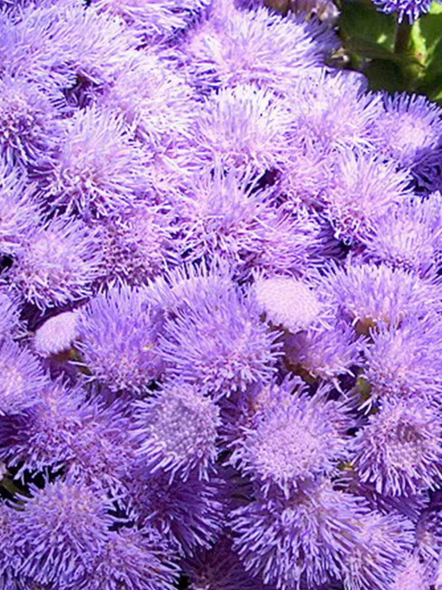 Flowers to admire during the monsoon season - Vimarsana News