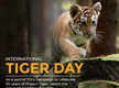 
'Saving Our Stripes' campaign by TOI roars to life with impactful Tiger film
