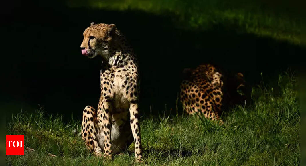 Foreign experts’ letters reveal why cheetahs in India are dying | India
