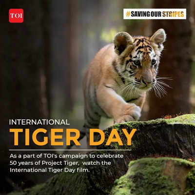 'Saving Our Stripes' campaign by TOI roars to life with impactful Tiger ...