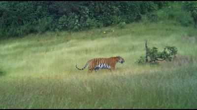 Breeding tigress in Goa, don’t dam Mhadei: Centre