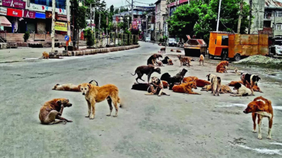 Eye on G20: Move strays from key spots to animal birth control centres, orders Delhi's MCD; activists irked