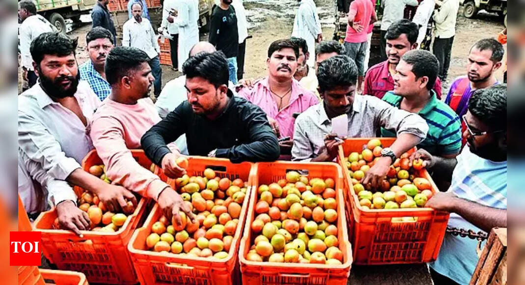 Wholesale Tomato Prices More Tomatoes Come Into 3 Major Mandis In