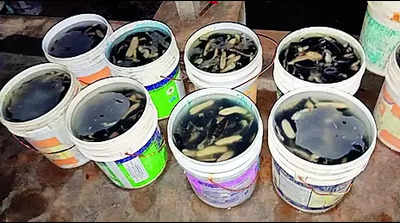 690kg sea cucumbers worth ₹3 crore seized