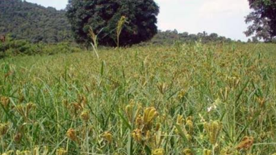 MS Swaminathan Research Foundation to host conference on millets ...