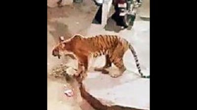 Ex gratia in human-animal conflict to be raised to Rs 6 lakh