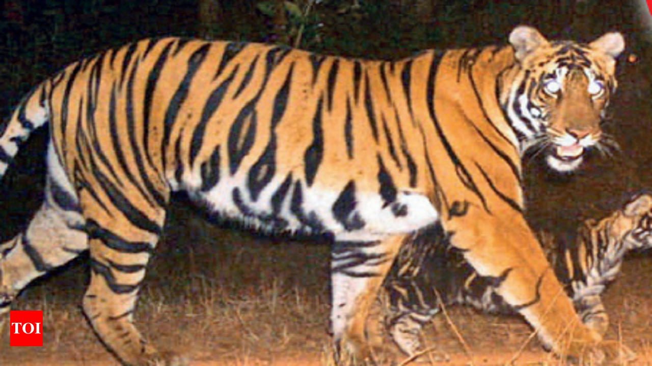 Photo-recognition software catches tigers by their stripes